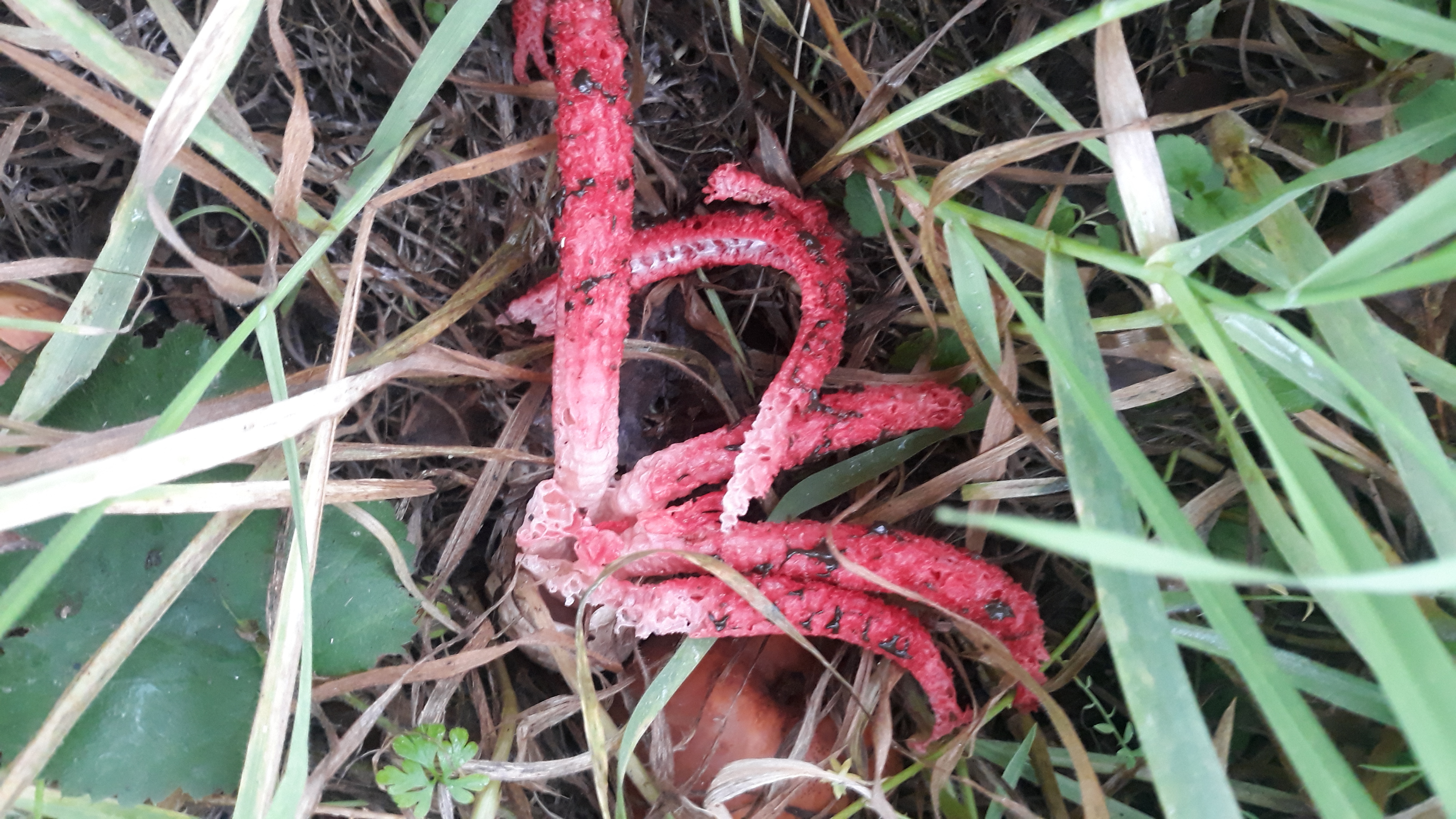 Pablo 