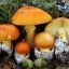 amanita echinosephala