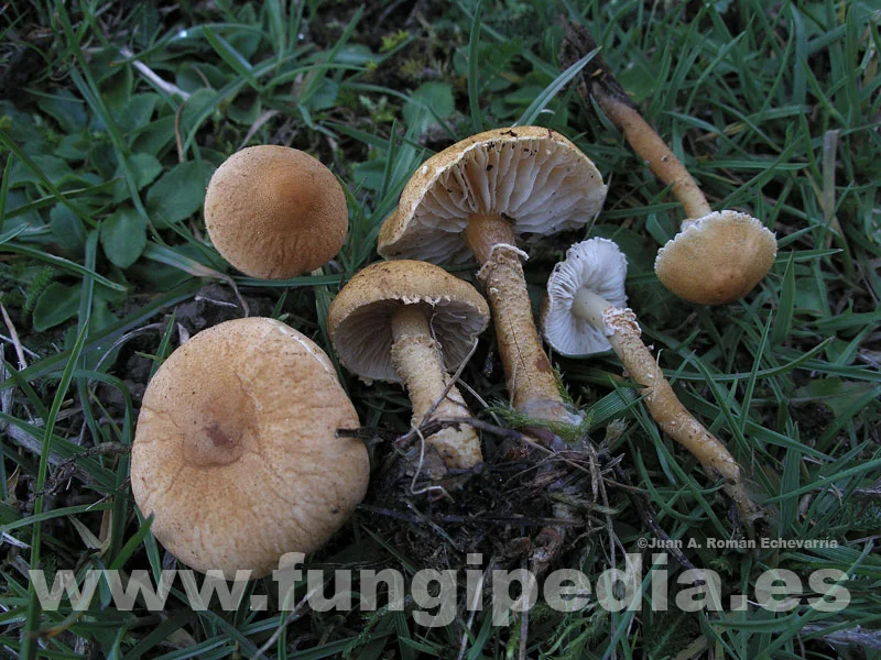 Cystoderma fallax - Fungipedia