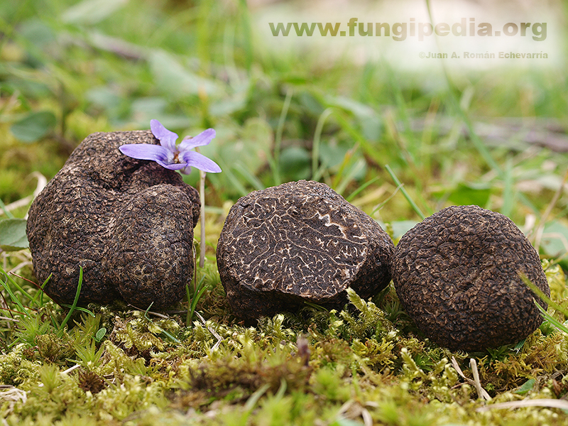 Trufa Negra (Tuber Melanosporum) - Trufas Alonso