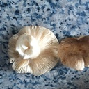 https://www.fungipedia.org/images/groupphotos/16/5793/thumb_4c35339b5e088851aa7c8405.jpg