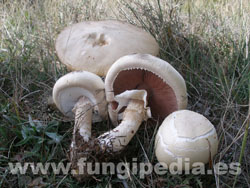 Agaricus arvensis