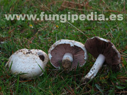 Agaricus campestris