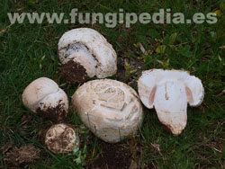 Agaricus litoralis