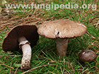 Agaricus sylvaticus