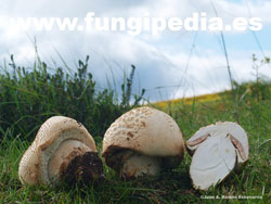 Agaricus urinascens