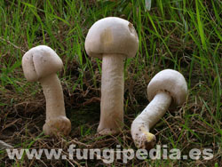 Agaricus xanthodermus