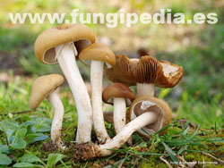 Agrocybe praecox