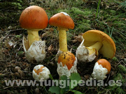 Amanita caesarea