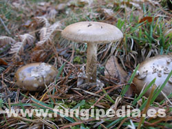 Amanita ceciliae