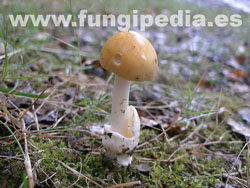 Amanita crocea