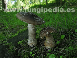 Amanita excelsa