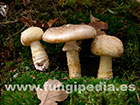 Amanita franchetii