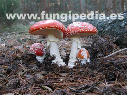 Amanita muscaria