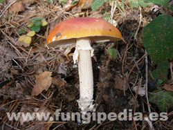 Amanita muscaria var. aureola