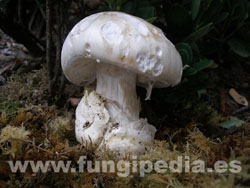 Amanita ovoidea