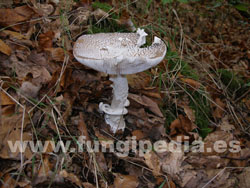 Amanita pantherina