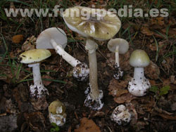 Amanita phalloides