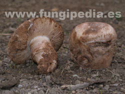 Amanita ponderosa