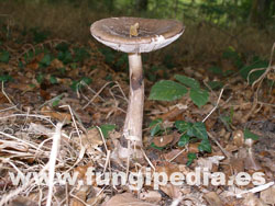 Amanita porphyria