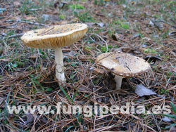 Amanita regalis