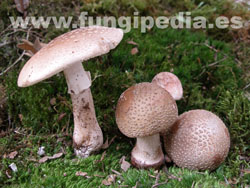 Amanita rubescens