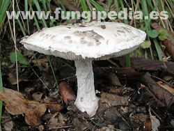 Amanita strobiliformis