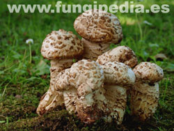 Amanita vittadinii