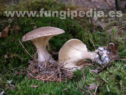 Ampulloclitocybe clavipes