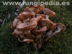 Armillaria tabescens