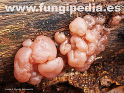 Ascotremella faginea