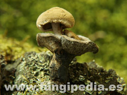 Asterophora lycoperdoides