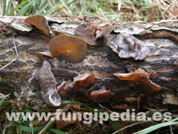 Auricularia auricula-judae