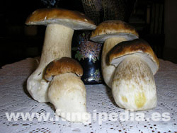 Boletus edulis