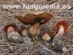 Boletus erythropus