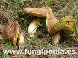 Boletus ferrugineus