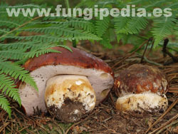 Boletus pinophilus