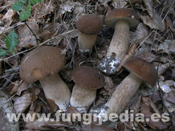 Boletus reticulatus