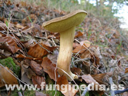 Boletus subtomentosus