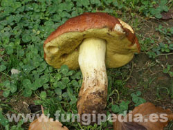 Butyriboletus appendiculatus