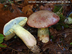 Butyriboletus pseudoregius