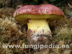 Butyriboletus regius