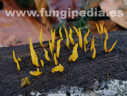 Calocera cornea