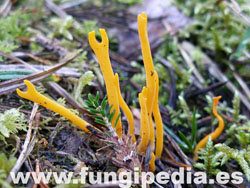 Calocera viscosa