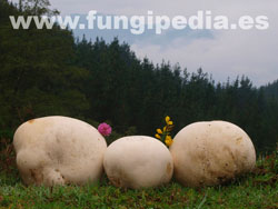 Calvatia gigantea