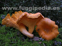 Cantharellus cibarius