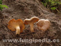 Cantharellus subpruinosus