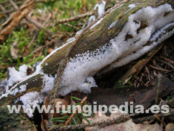 Ceratiomyxa fruticulosa