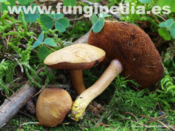 Chalciporus piperatus