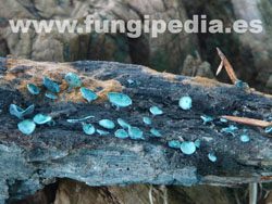 Chlorociboria aeruginascens